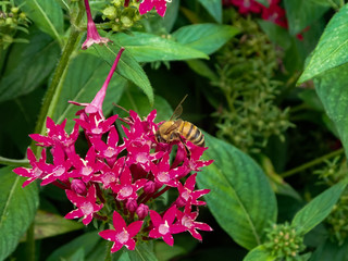 Pink Pentas flower with bee close-up