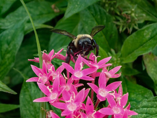 Bumblebee on pink flower, close-up