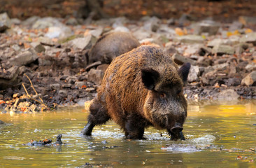 wild boar in forest / Wildschwein in Tümpel