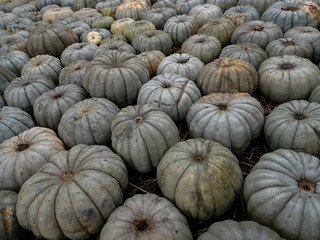 Gourds