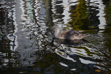 Cisnes en el estanque