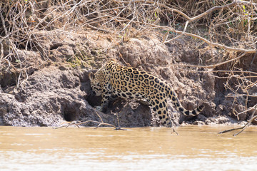 Jaguar from Pantanal, Brazil