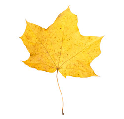 Orange maple leaf isolated on white. Autumn dry leaf.