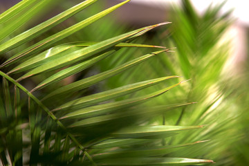 palm tree closeup, leaves of palm branches close-up.