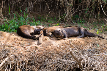 Giant otter from Pantanal, Brazil