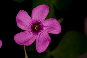 Fototapeta na wymiar Delicate Flower