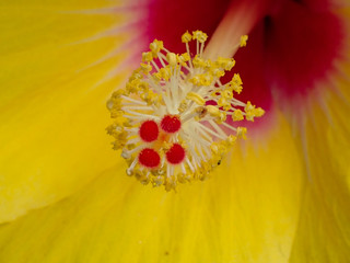 Yellow tropical hibiscus flower, stigma, close-up