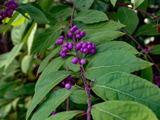 Obraz na płótnie Canvas Callicarpa, purple berries on a branch close-up