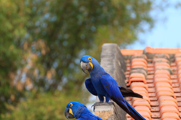 Couple of Hyacinth macaw, Brazilian wildlife