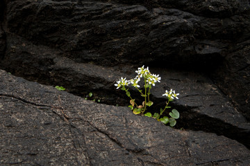 Faroe island, Denmark