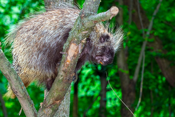 Tree Porcupine Climb