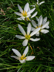 Fototapeta na wymiar False garlic, white flowers close-up