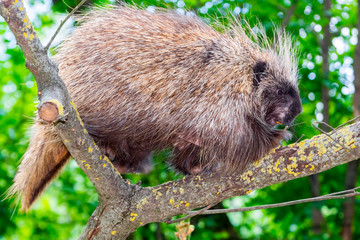 Tree Porcupine Climb