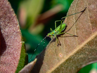  Bright green grasshopper on leave