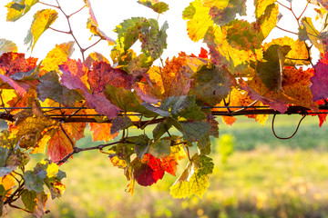 Grapevine in vibrant autumn colors after harvest. Burgenland, Austria.