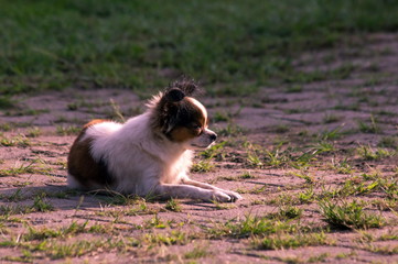 Obraz premium chihuahua