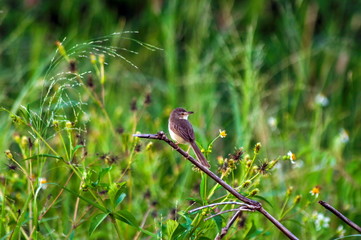 Tailorbird