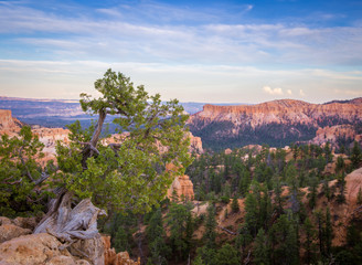 Tree overlooking Bryce Canyon