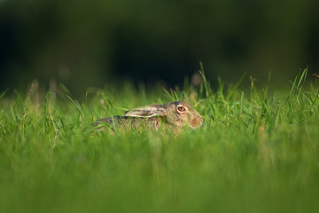 European hare, lepus europaeus