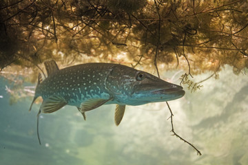 northern pike, esox lucius, czech dive