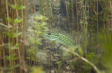 northern pike, esox lucius, czech dive