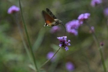 Bee honey in the flying insects
