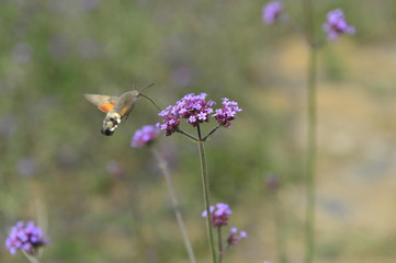Bee honey in the flying insects