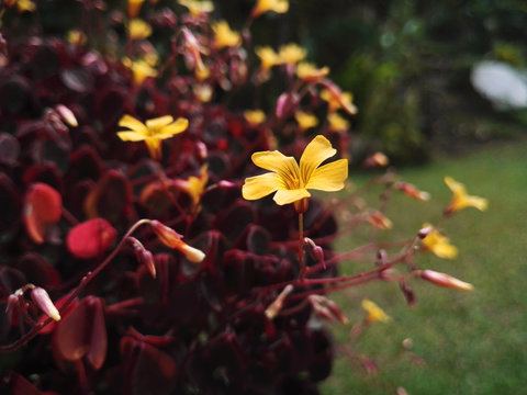 Oxalis spiralis vulcanicola, volcanic sorrel or velvet oxalis, small yellow flower in a thicket of plants with purple leaves