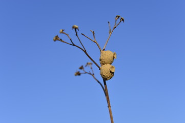 Bee larvae nests