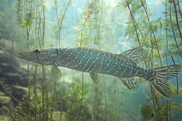 Obraz premium northern pike, esox lucius, czech dive