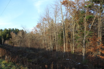 morning in the forest