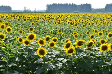 Sunflowers in the field