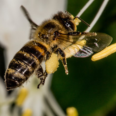 Harvesting the honey