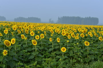 Sunflowers in the field