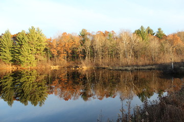 mirror reflection of trees