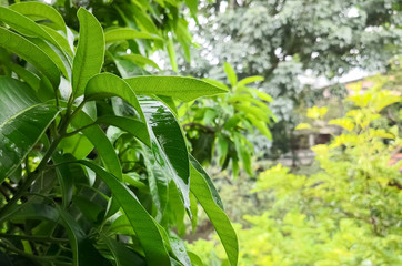 Green leaves of the Mangifera indica plant or mango tree. Nature covered with waterdrops during a rain storm.