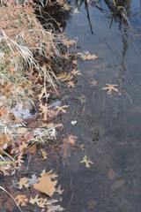 autumn leaves in the water