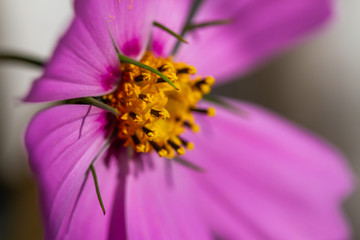 cosmos flower bipinnatus close up 
