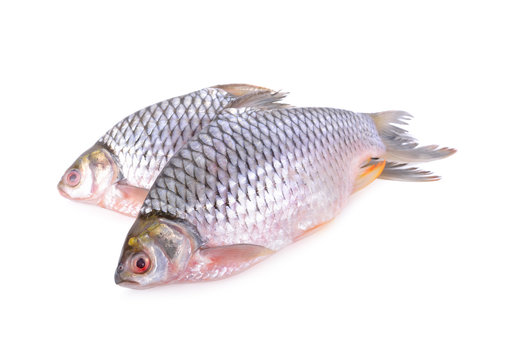 whole round silver barb fish on white background