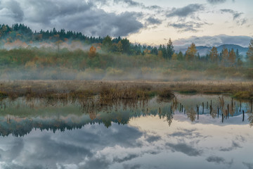 Fototapeta premium Fog On The Beaver Pond