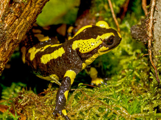 Feuersalamander