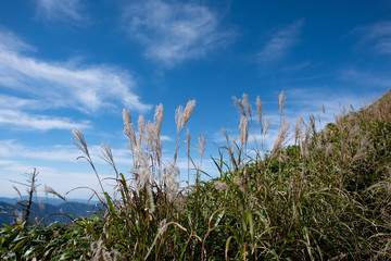 すすきと秋空