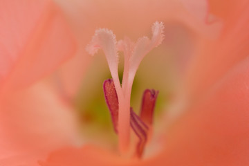 Fototapeta na wymiar Flower within flower
