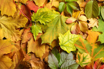 Many autumn leaves as background, top view
