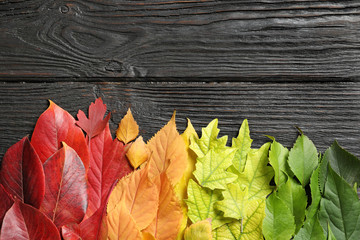 Flat lay composition with colorful autumn leaves and space for text on wooden background