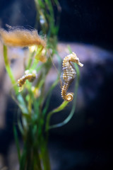 the seahorse 