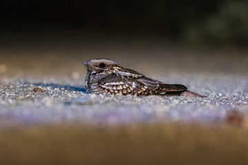 Chotacabras europeo  (Caprimulgus europaeus)