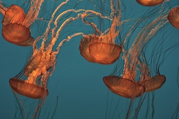 Jelly Fish, free swimming at the Aquarium