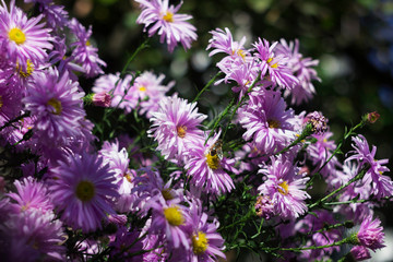 Perennial Aster - flowering lilac autumn flowers with bee in the garden background