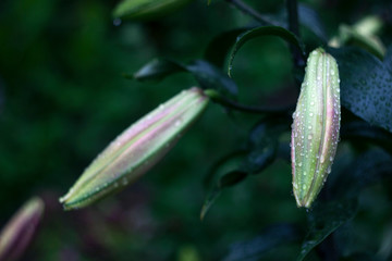 The buds of white-pink Lily with drops after the rain, summer flowers background